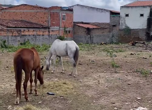 Prefeitura de Serrinha publica decreto que determina apreensão, doação e abate de animais soltos nas ruas