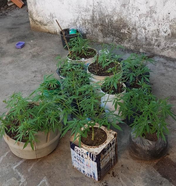 Preso por cultivar pés de maconha em Serrinha