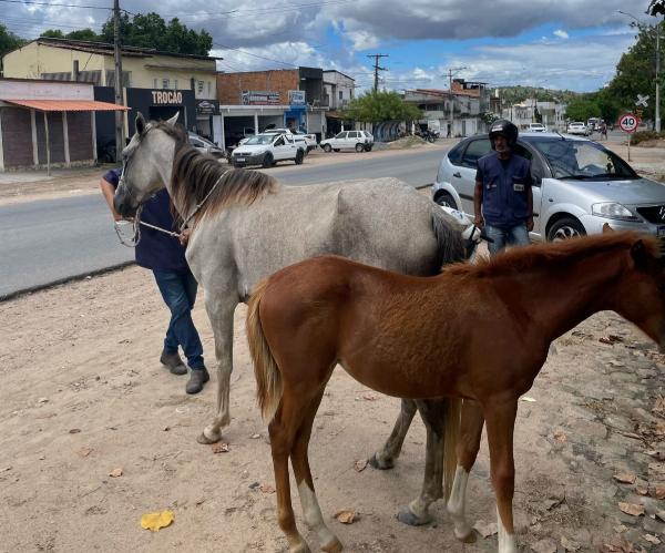 Secretaria de Meio Ambiente apreende animais soltos na BA-409, em Serrinha