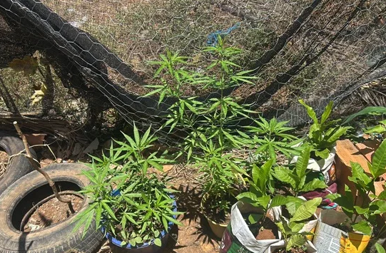 Dezenas de pés de maconha são encontrados na zona rural de Santa Bárbara