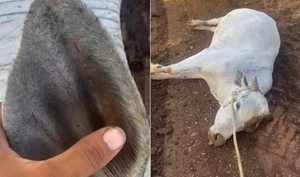 Boi morre após ser picado por cascavel em fazenda de Barrocas