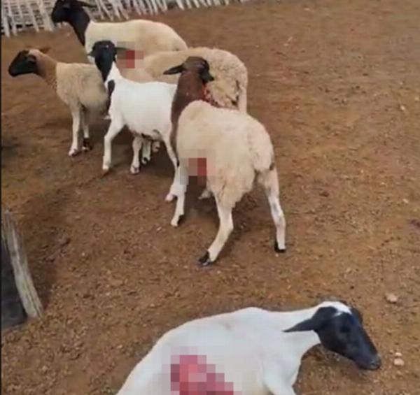 Cães matam 12 ovelhas na zona rural de Valente