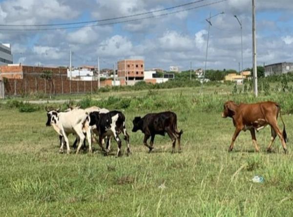 Prefeitura de Serrinha reformula decreto e revoga abate de animais abandonados