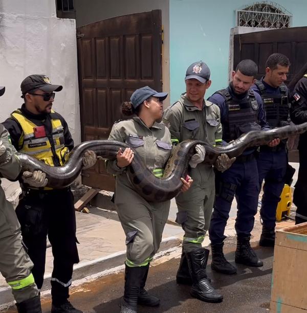 Sucuri de quase 5 metros de comprimento é capturada em Euclides da Cunha