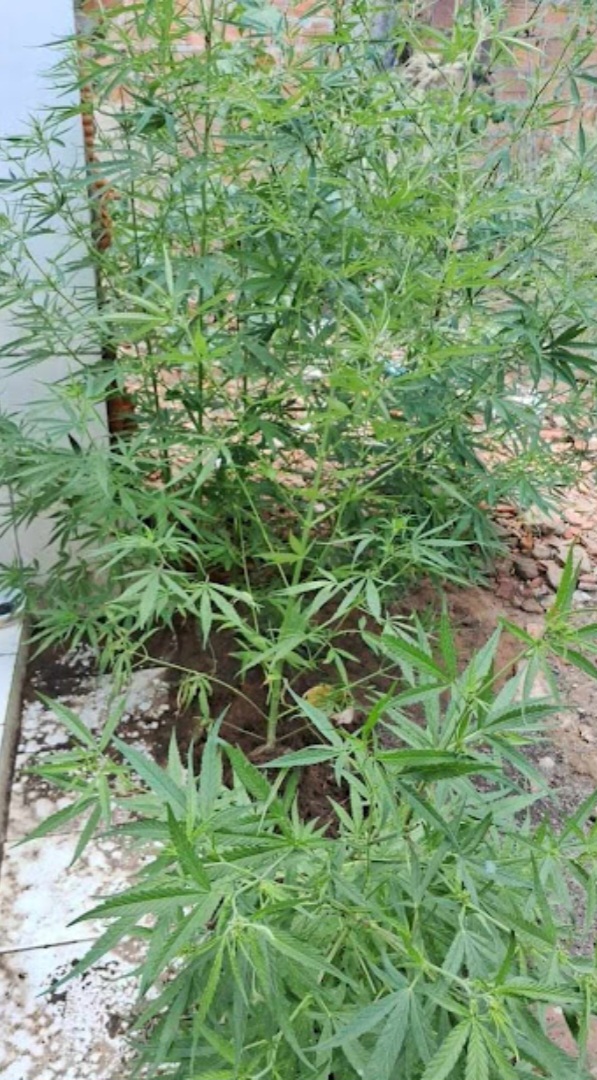 Homem é preso por cultivar maconha em Biritinga