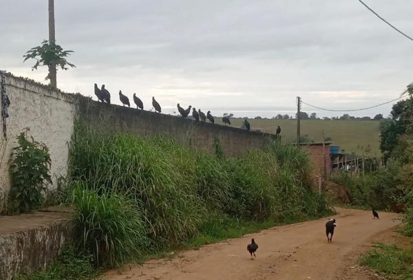 MP e Polícia Civil fecham abatedouro clandestino em Conceição do Almeida